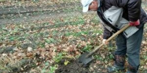 Как да трансплантирате къпини през есента на ново място